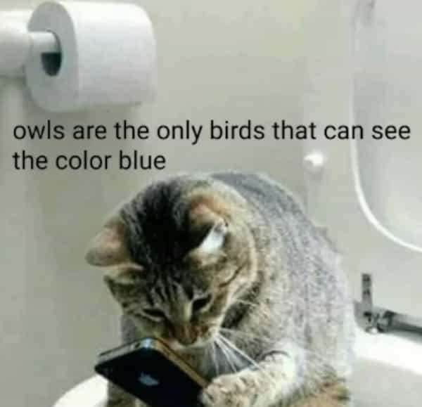 owls are the only birds that can see the color blue