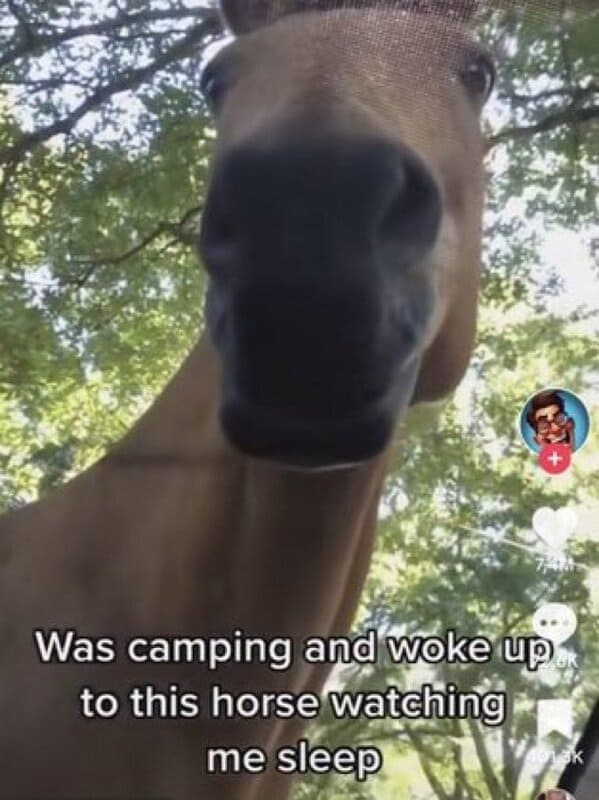 Was camping and woke up to this horse watching me sleep