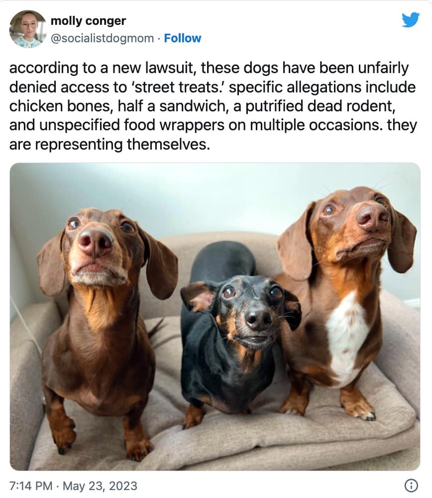 dog memes