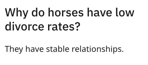 Why do horses have low divorce rates? They have stable relationships.