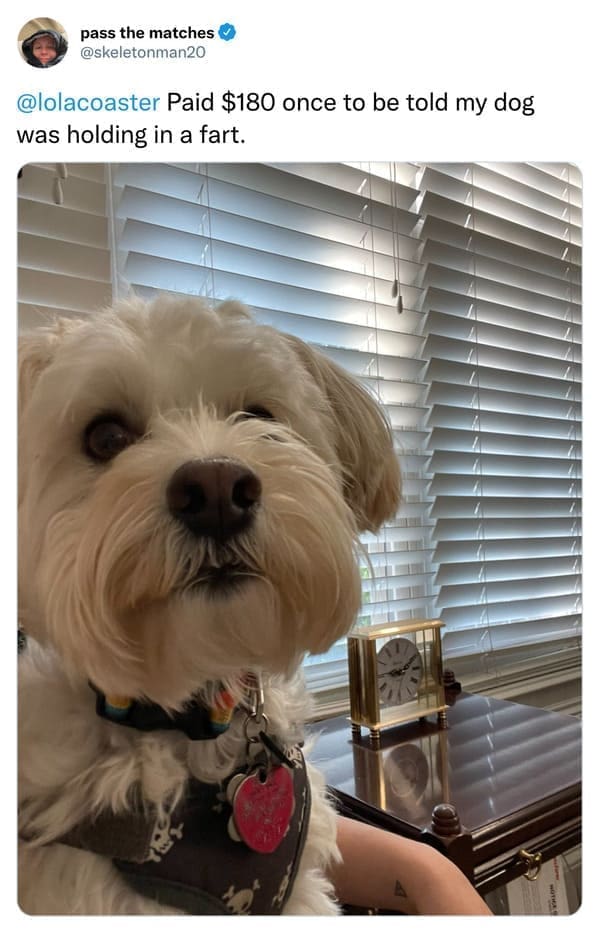 Paid $180 once to be told my dog was holding in a fart.