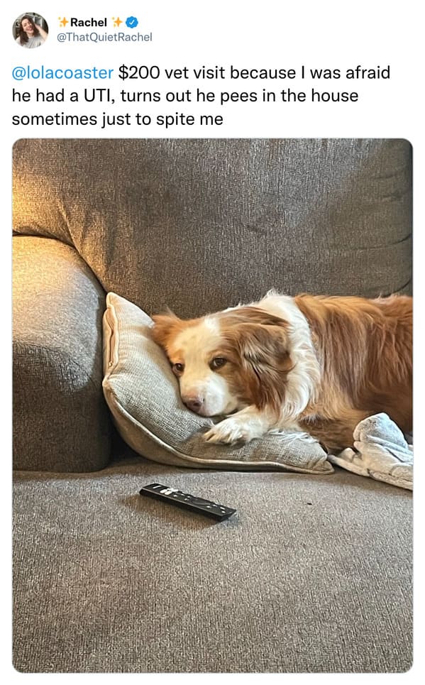 $200 vet visit because I was afraid he had a UTI, turns out he pees in the house sometimes just to spite me