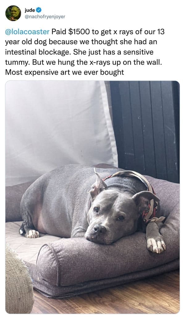 Paid $1500 to get x rays of our 13 year old dog because we thought she had an intestinal blockage. She just has a sensitive tummy. But we hung the x-rays up on the wall. Most expensive art we ever bought