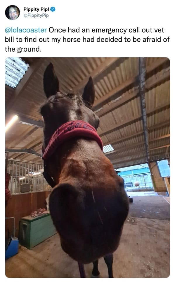 Once had an emergency call out vet bill to find out my horse had decided to be afraid of the ground.