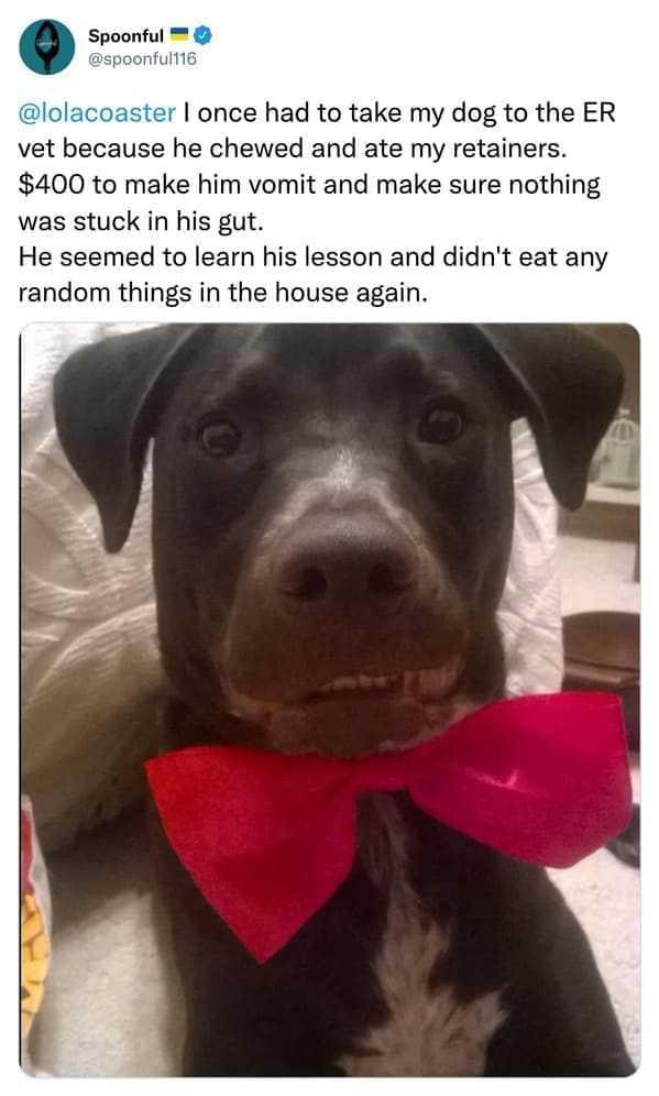 I once had to take my dog to the ER vet because he chewed and ate my retainers. $400 to make him vomit and make sure nothing was stuck in his gut. He seemed to learn his lesson and didn't eat any random things in the house again.