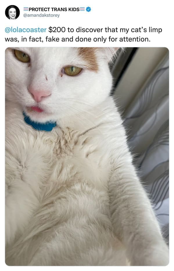 @lolacoaster $200 to discover that my cat's limp was, in fact, fake and done only for attention.