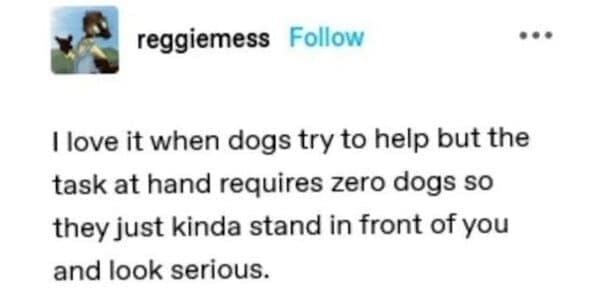 reggiemess Follow I love it when dogs try to help but the task at hand requires zero dogs so they just kinda stand in front of you and look serious.