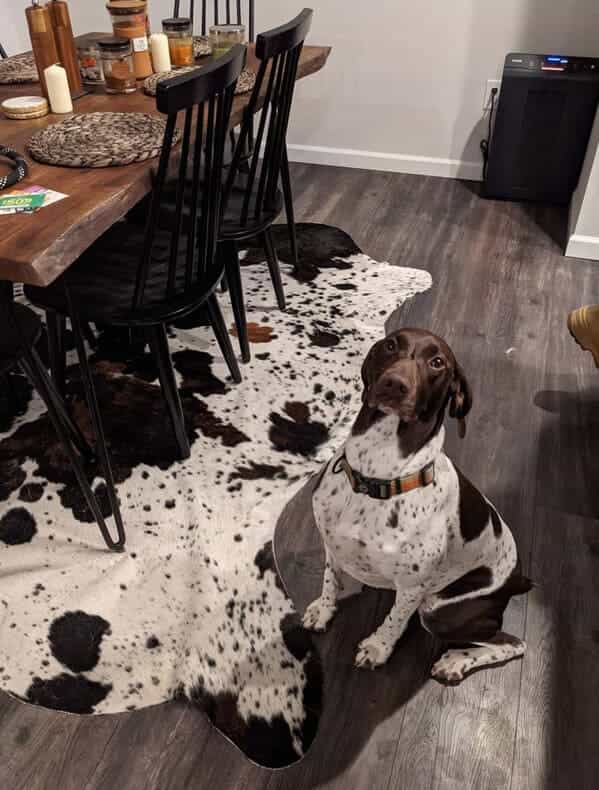 accidental camouflage speckled dog with white and black rug