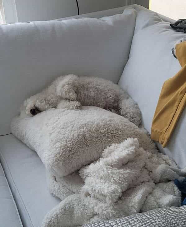 accidental camouflage curly white dog hiding on white pillow
