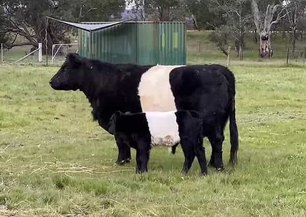 accidental camouflage black and white baby cow