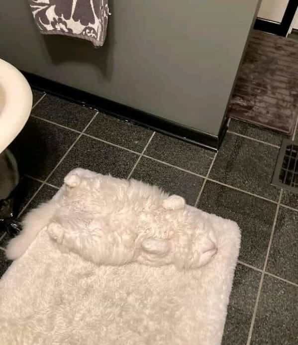 accidental camouflage white cat hiding on white rug