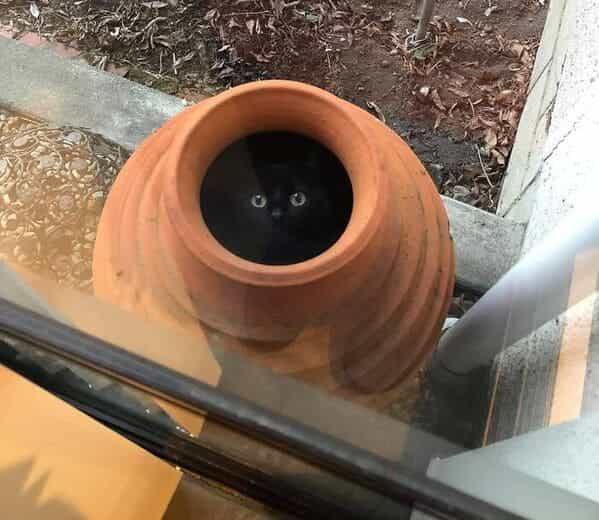 accidental camouflage black cat in pot