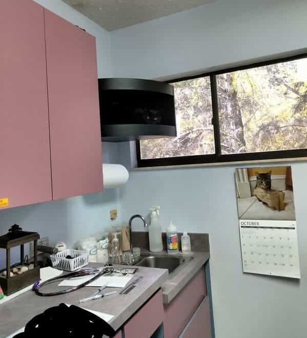 accidental camouflage adding at vet office