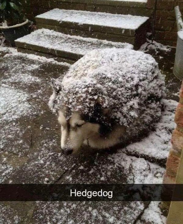 Boss mode Hedgedog