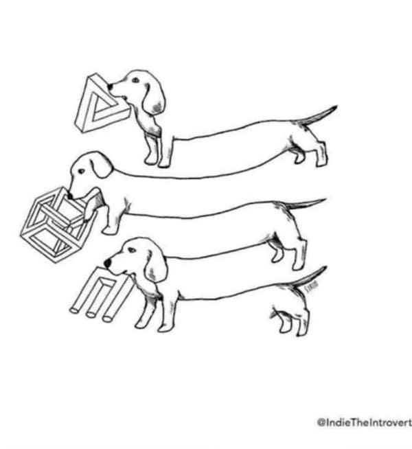 Boss mode Weiner dog optical illusion legs