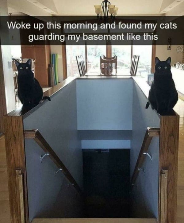 Boss mode Woke up this morning and found my cats guarding my basement like this