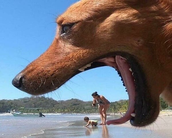 Boss mode giant dog face on beach