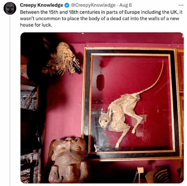 creepy tweets Creepy Knowledge © @CreepyKnowledge • Aug 6 Between the 15th and 18th centuries in parts of Europe including the UK, it wasn't uncommon to place the body of a dead cat into the walls of a new house for luck.