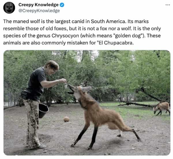 creepy tweets Creepy Knowledge © @CreepyKnowledge The maned wolf is the largest canid in South America. Its marks resemble those of old foxes, but it is not a fox nor a wolf. It is the only species of the genus Chrysocyon (which means "golden dog"). These animals are also commonly mistaken for "El Chupacabra.