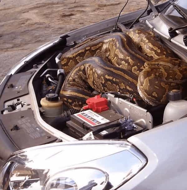 cursed images snake in engine