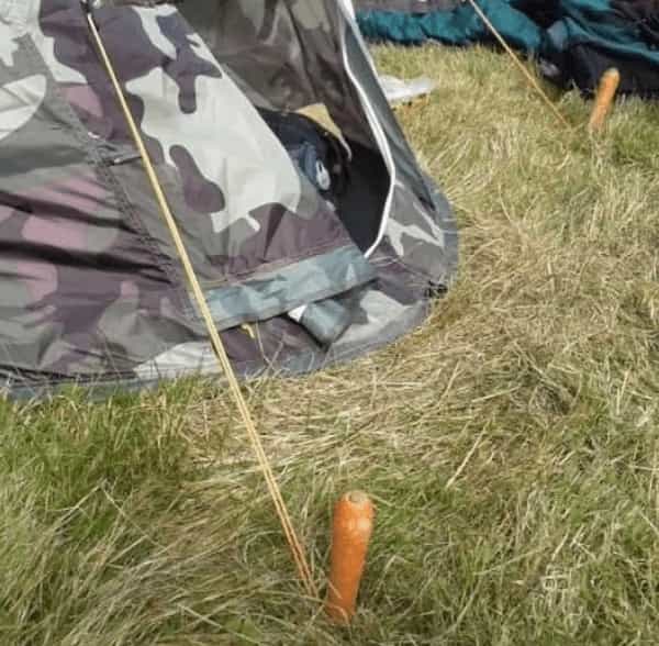 cursed images carrot tent peg