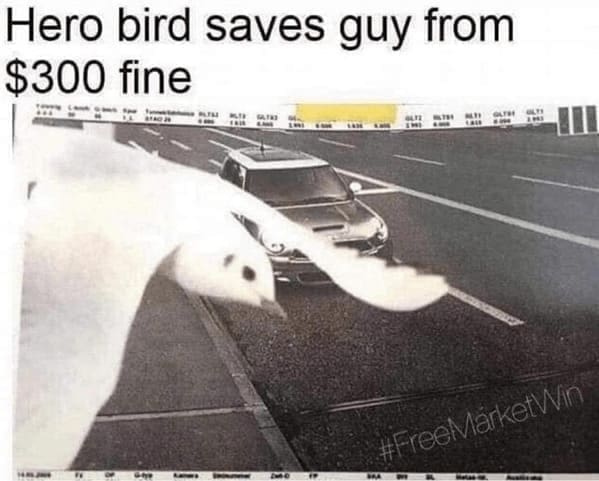 funny animal memes Hero bird saves guy from $300 fine