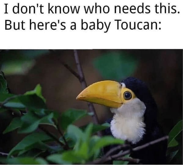 funny animal memes I don't know who needs this. But here's a baby Toucan: