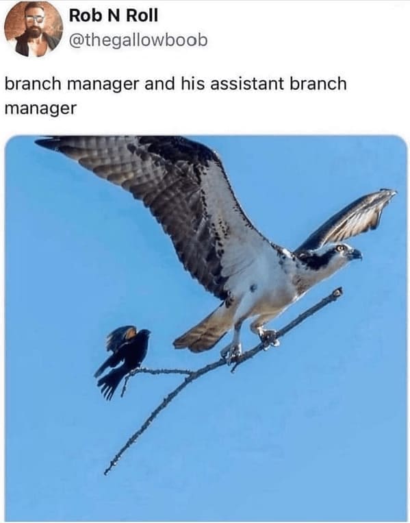 funny animal memes branch manager and his assistant branch manager