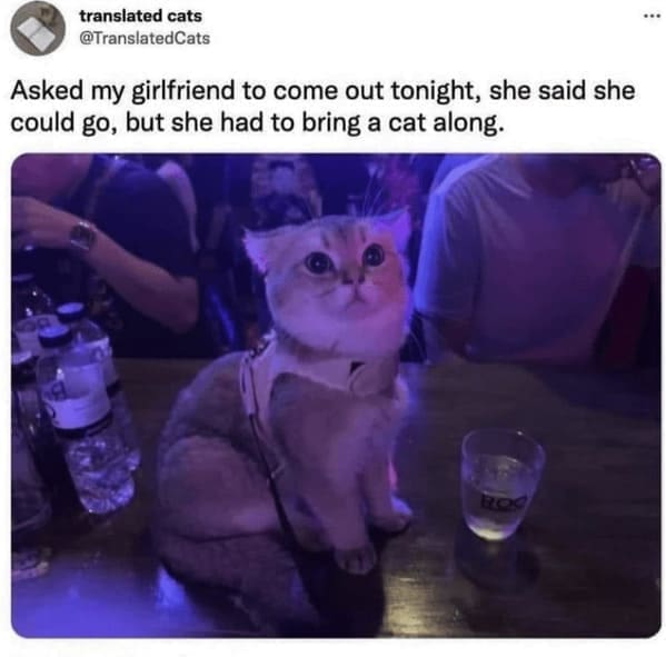 funny animal memes Asked my girlfriend to come out tonight, she said she could go, but she had to bring a cat along.