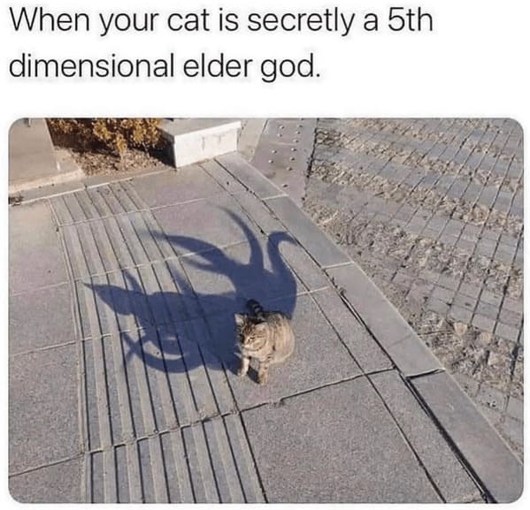 funny animal memes When your cat is secretly a 5th dimensional elder god.