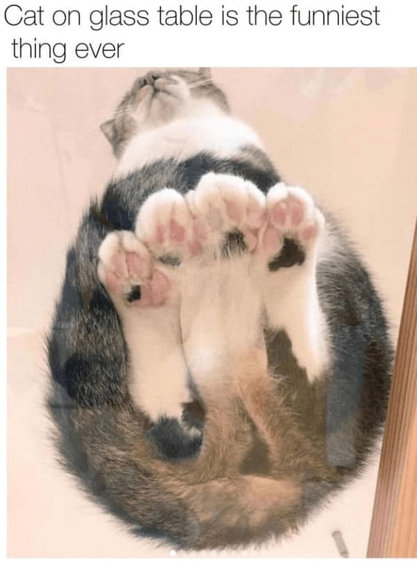funny animal memes Cat on glass table is the funniest thing ever