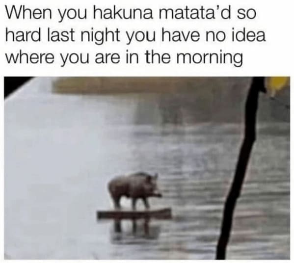 funny animal memes When you hakuna matata'd so hard last night you have no idea where you are in the morning