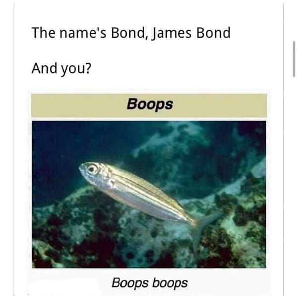 funny animal memes The name's Bond, James Bond And you? Boops Boops boops