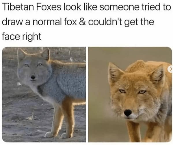 funny animal memes Tibetan Foxes look like someone tried to draw a normal fox & couldn't get the face right