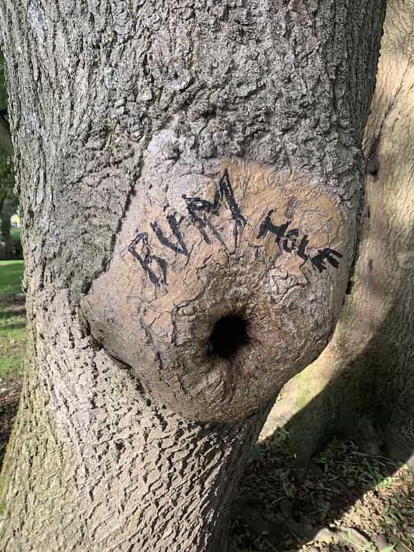 funny graffiti bum hole tree