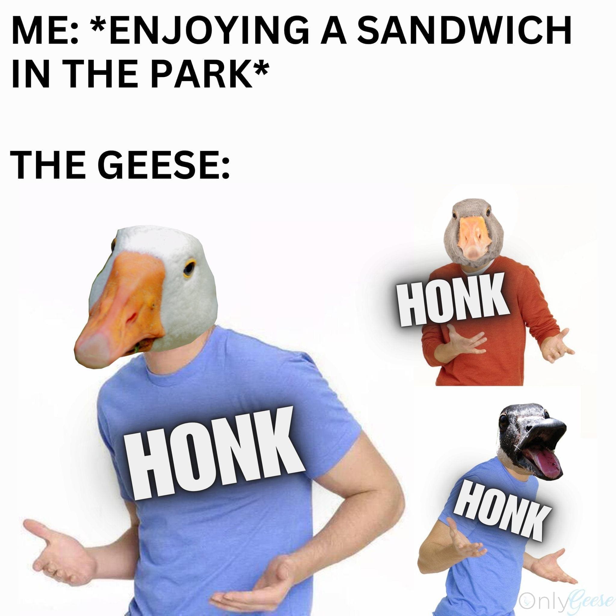 funny memes ME: *ENJOYING A SANDWICH IN THE PARK* THE GEESE: HONK HONK HONK