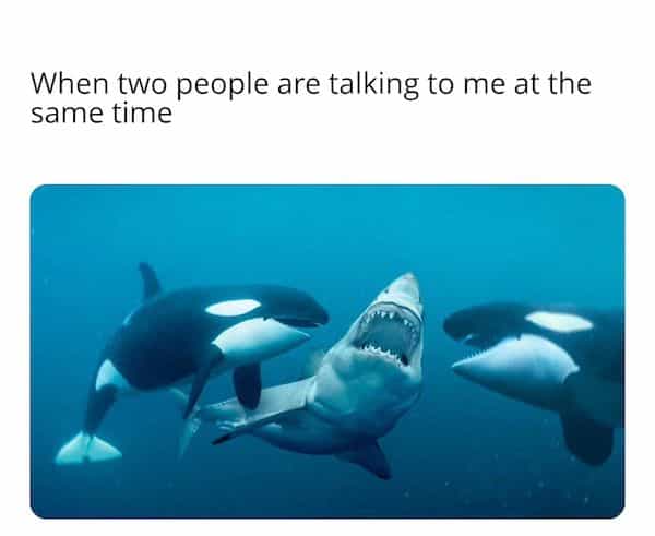 introvert memes When two people are talking to me at the same time