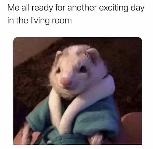 introvert memes Me all ready for another exciting day in the living room