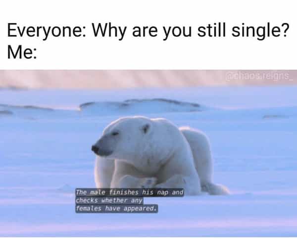 being single memes Everyone: Why are you still single? Me: The male finishes his nap and checks whether any Tenales have appeared!