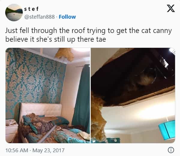 Scottish twitter Just fell through the roof trying to get the cat canny believe it she's still up there tae