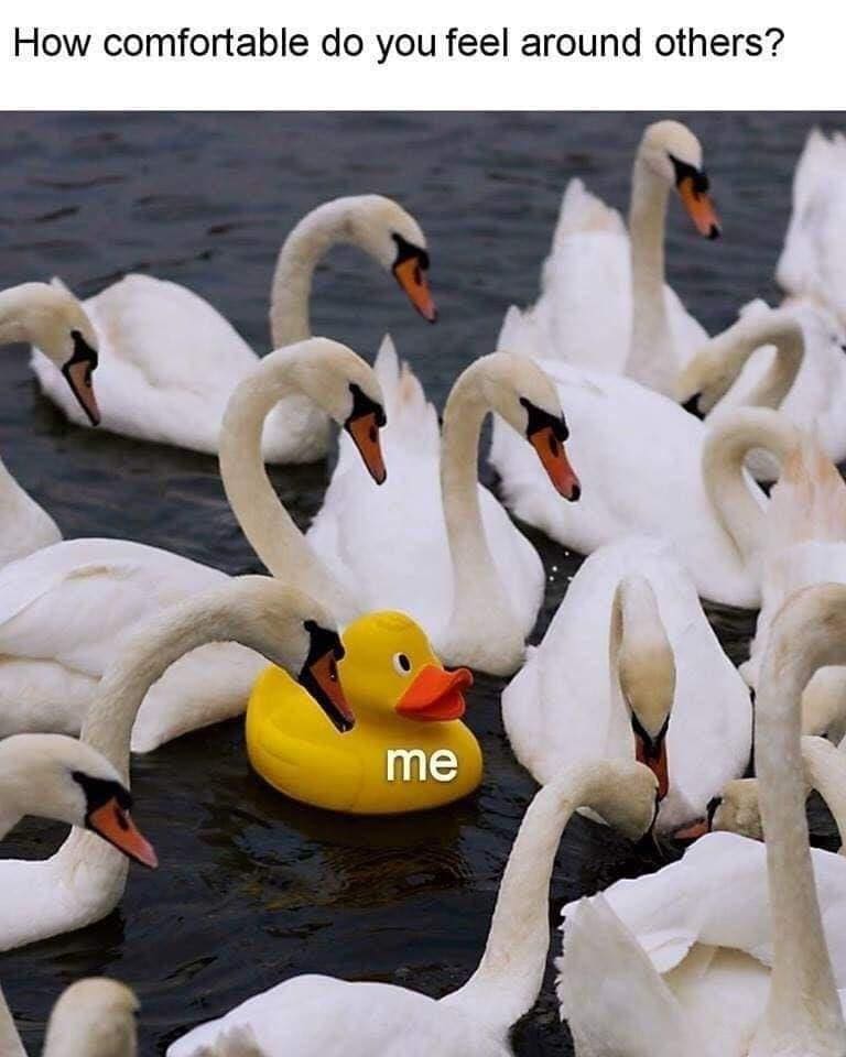bird memes How comfortable do you feel around others? me