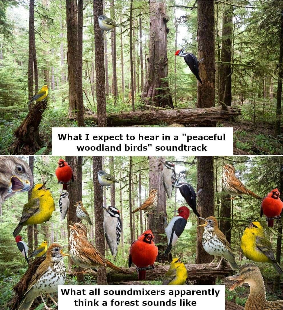 bird memes What I expect to hear in a "peaceful woodland birds" soundtrack What all soundmixers apparently think a forest sounds like