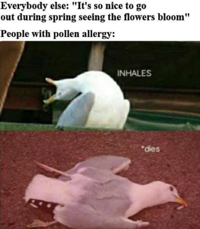bird memes Everybody else: "It's so nice to go out during spring seeing the flowers bloom" People with pollen allergy: INHALES *dies