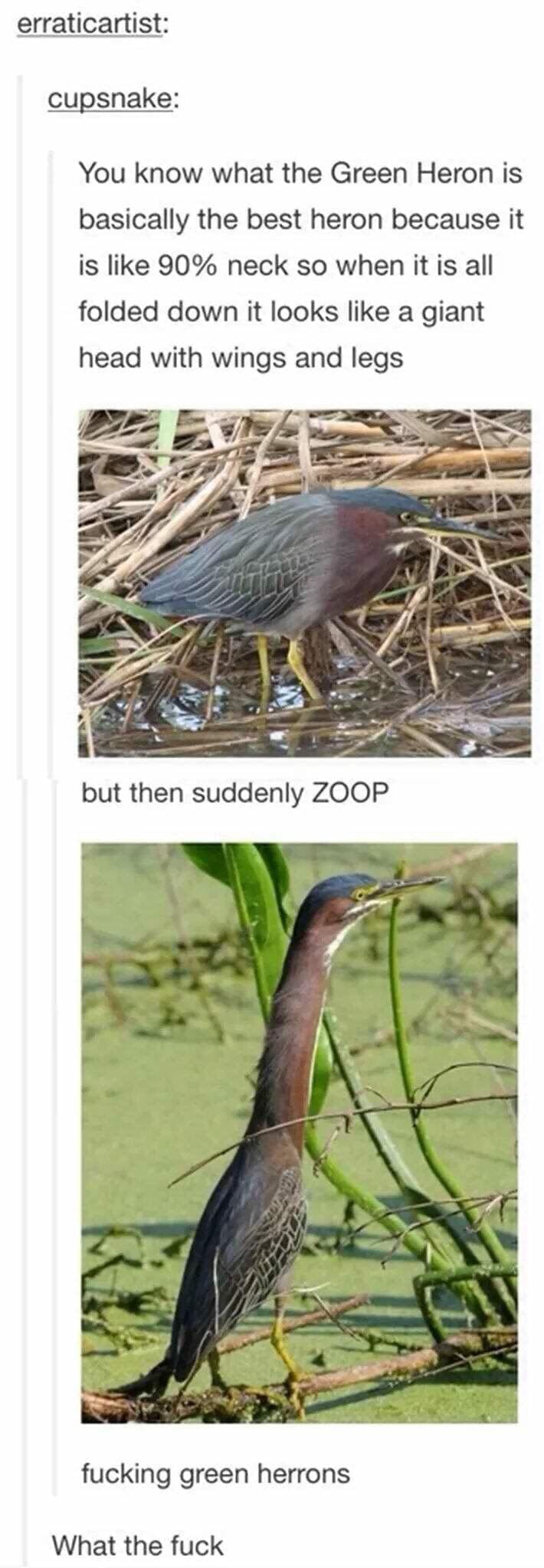 bird memes You know what the Green Heron is basically the best heron because it is like 90% neck so when it is all folded down it looks like a giant head with wings and legs but then suddenly ZOOP