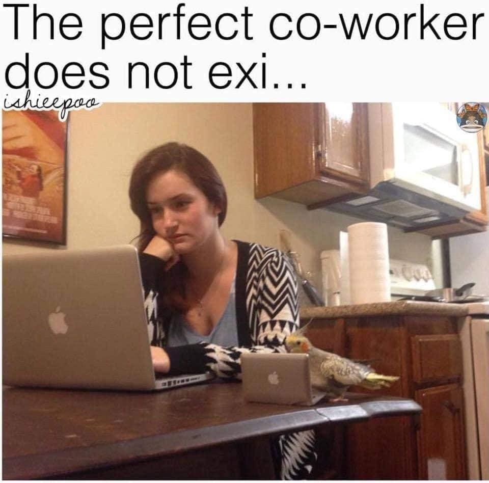 bird memes The perfect co-worker does not exi