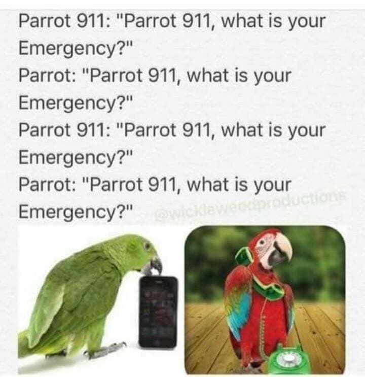 bird memes Parrot 911: "Parrot 911, what is your Emergency?' Parrot: "Parrot 911, what is your Emergency?" Parrot 911: "Parrot 911, what is your Emergency?" Parrot: "Parrot 911, what is your Emergency?"