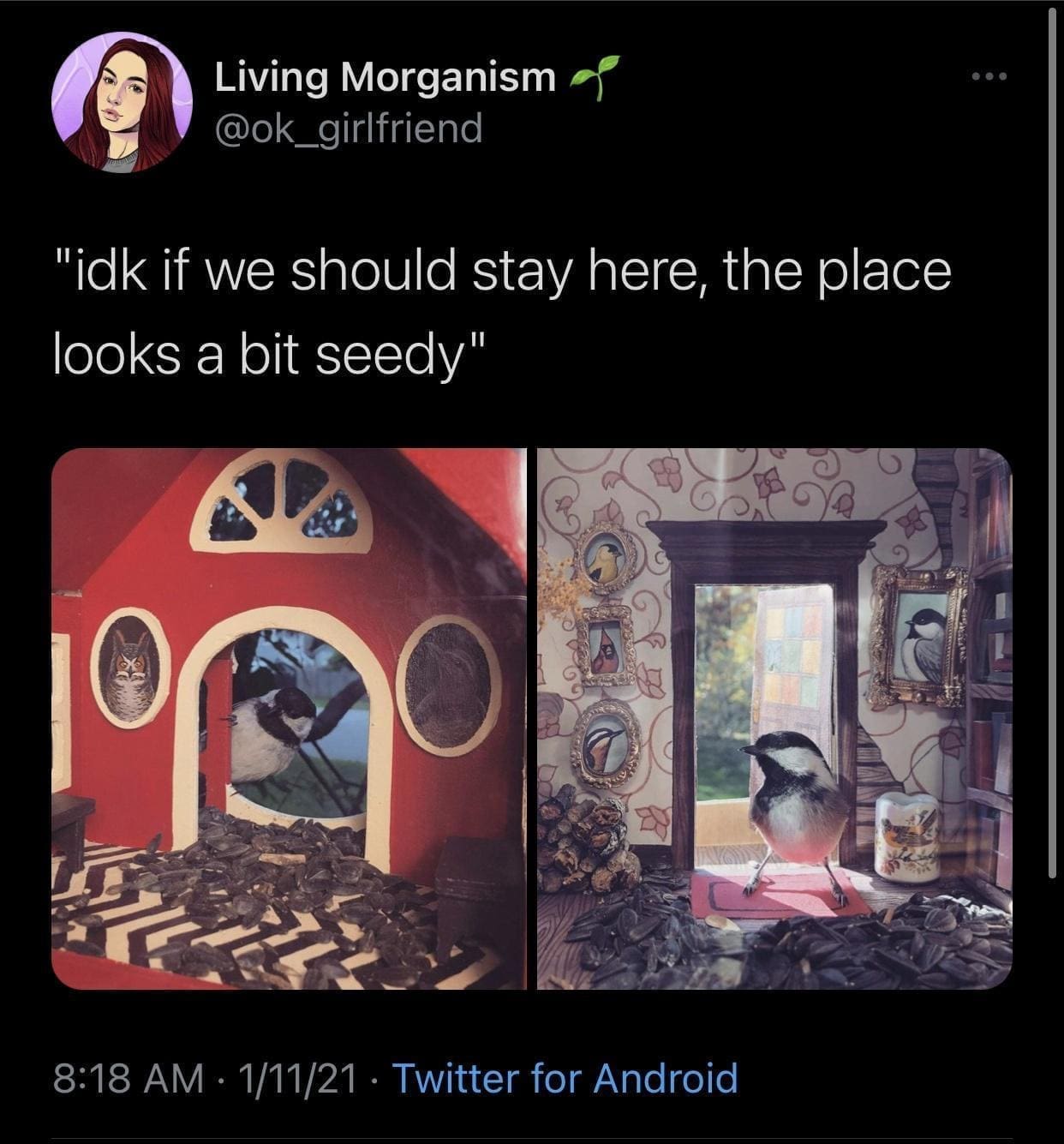 bird memes "idk if we should stay here, the place looks a bit seedy"