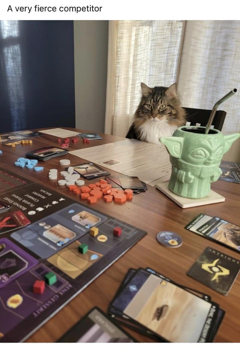 board games memes A very fierce competitor cat