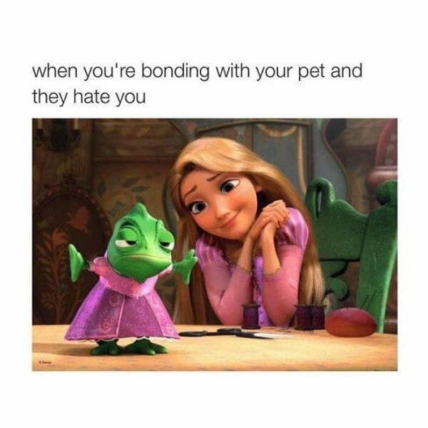 disney memes