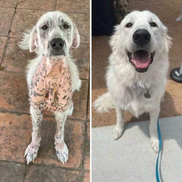 dogs before and after rescue